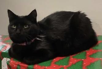 Enlarge Cee Cee, a Adoptable Domestic Short Hair in Troy, MI image 4/6
