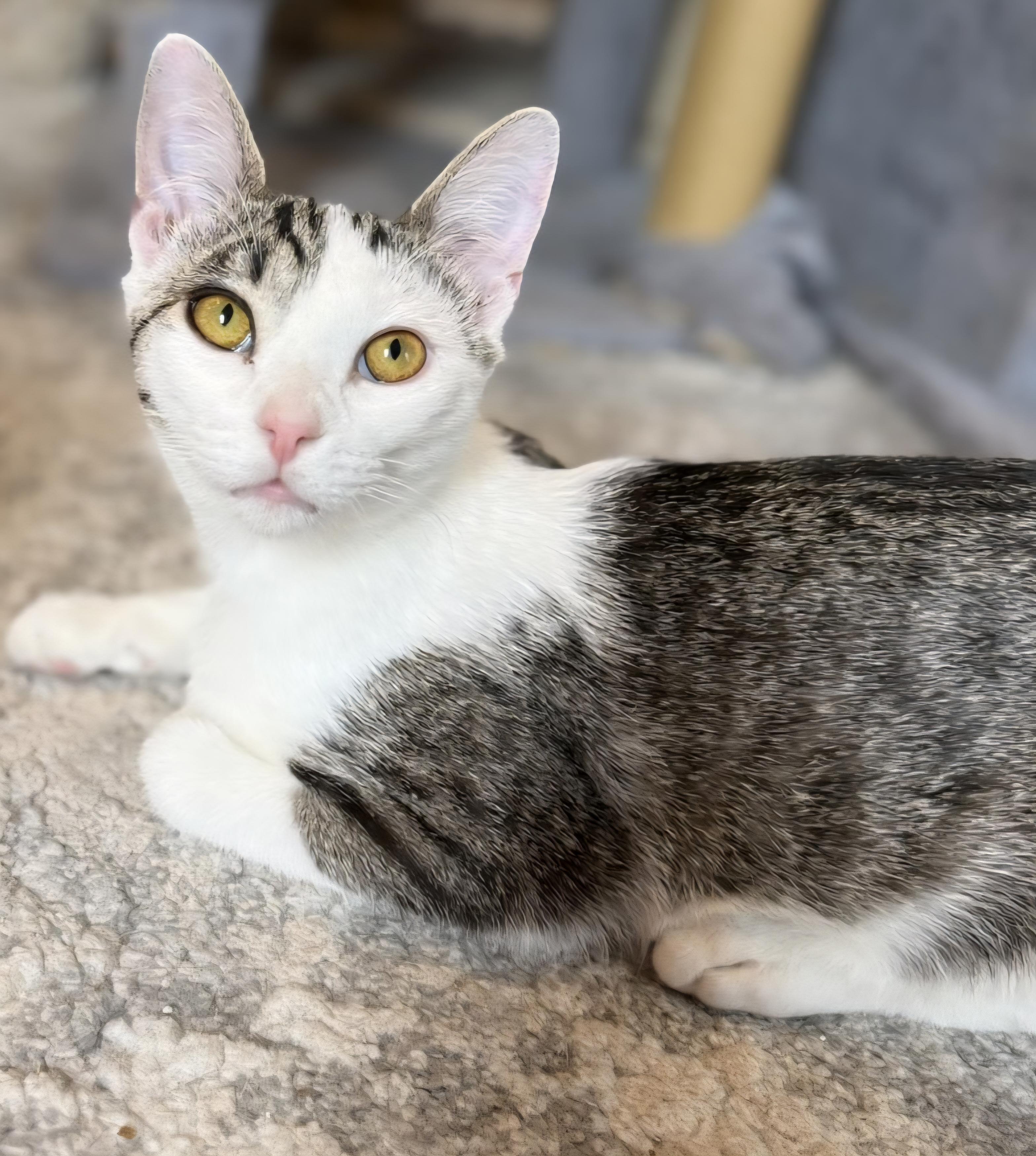 Enlarge Polaris, a ADOPTABLE Domestic Short Hair in Stevensville, ON image 2/2