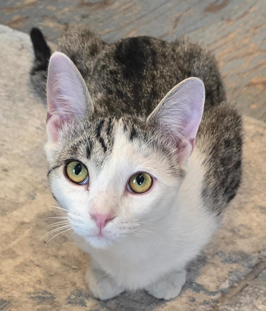 Polaris, ADOPTABLE, Adult Male Domestic Short Hair.