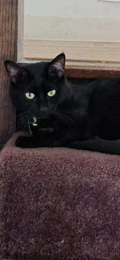 Drako, Adoptable, Adult Male Domestic Short Hair.