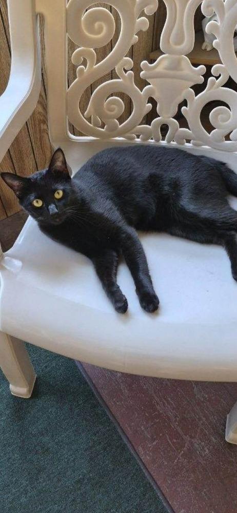 Enlarge Drako, a Adoptable mixed breed in Bremen, OH image 2/2