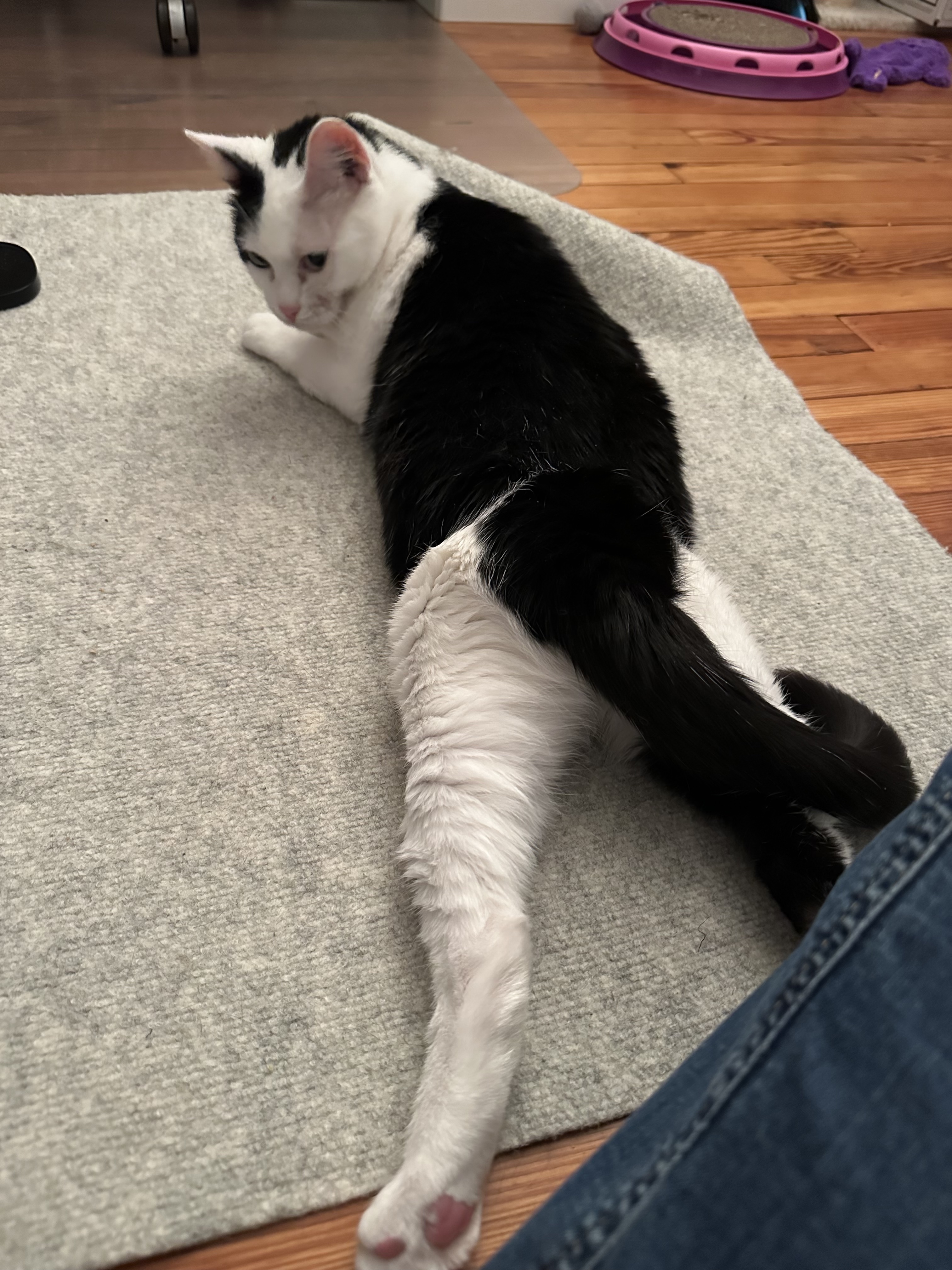 Enlarge Kuddly Kat: Cerebellar Hypoplasia Cutie Seeking a Calm Home, a Adoptable Domestic Short Hair in Danbury, CT image 6/6