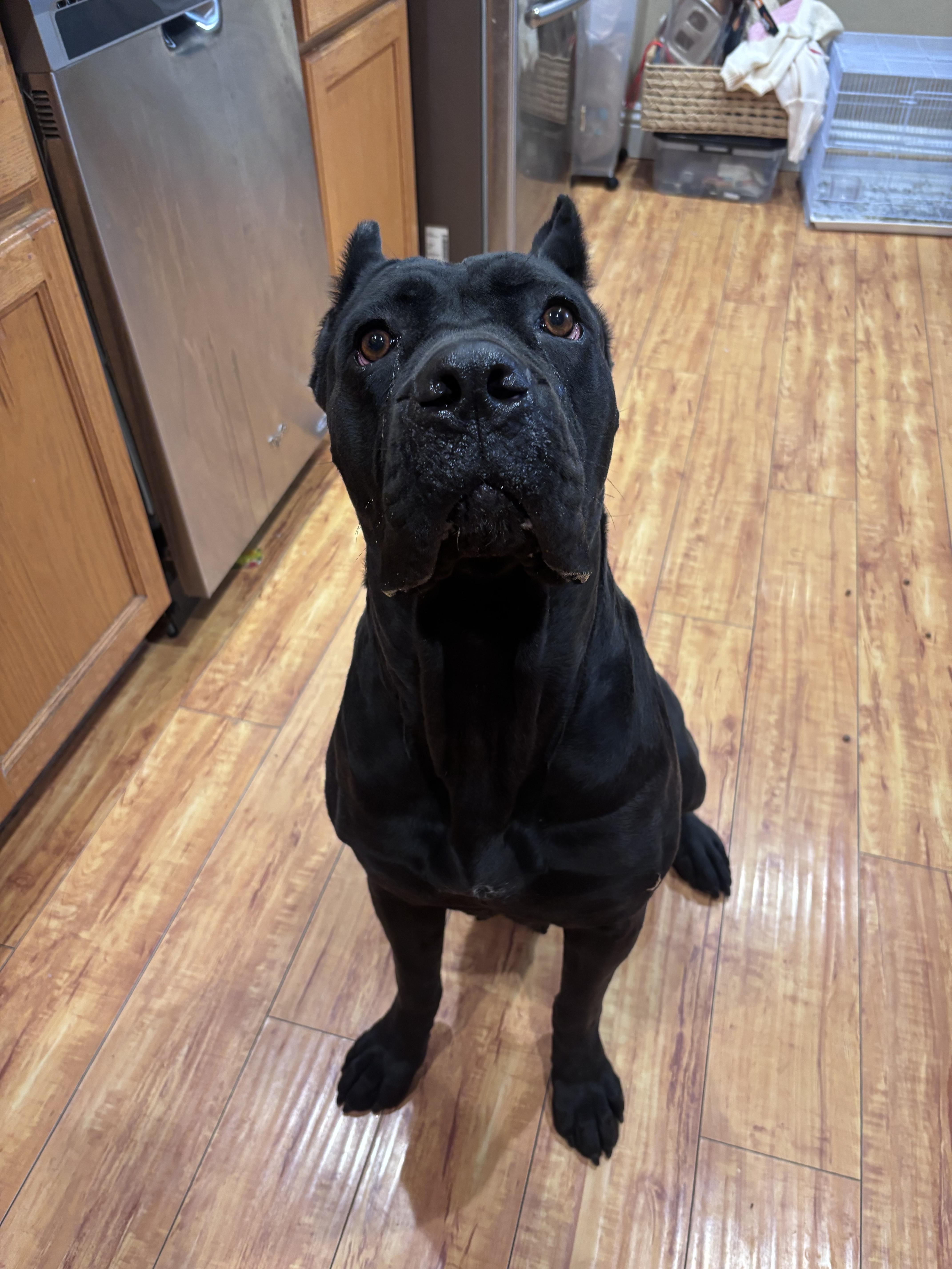 Enlarge Hazel, a ADOPTABLE Cane Corso in Corona, CA image 1/3