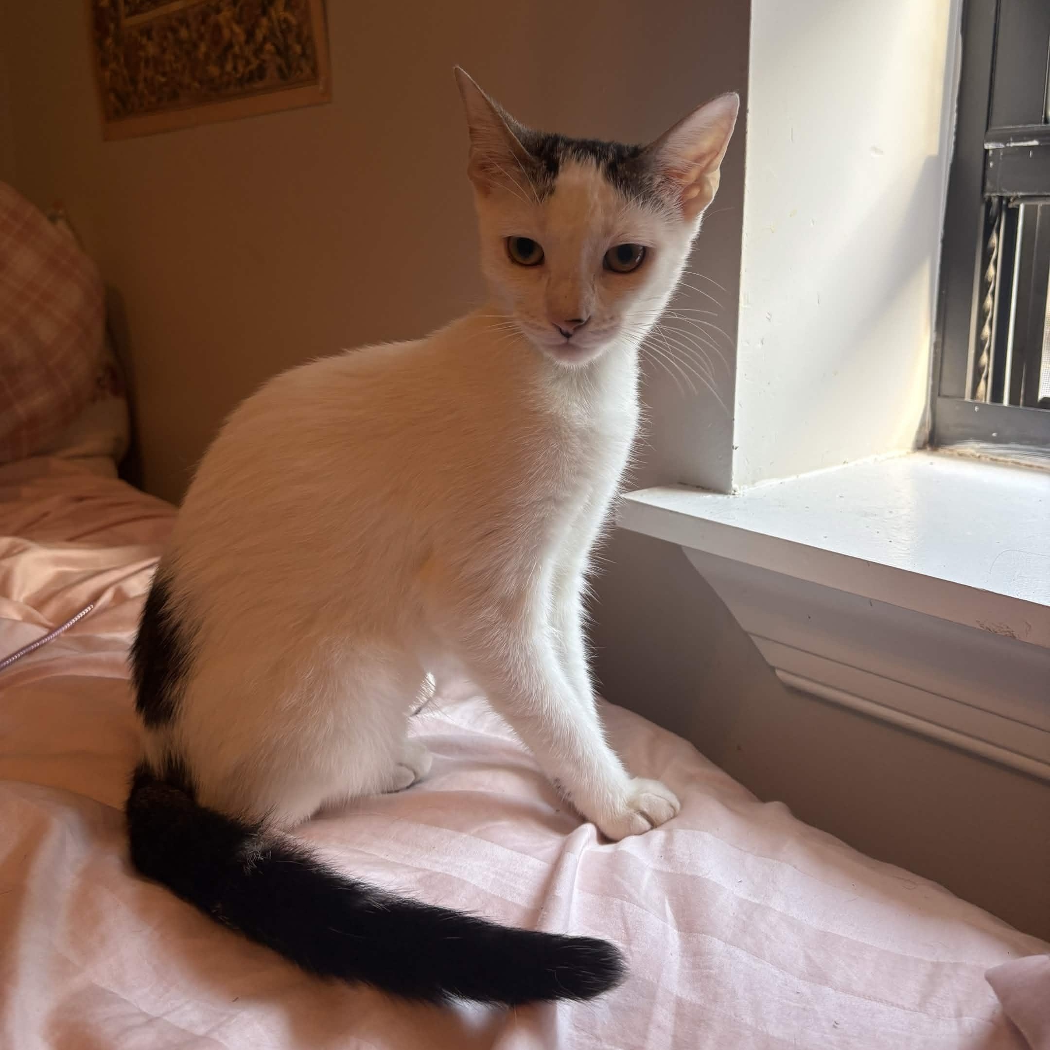 Enlarge Princess, a ADOPTABLE Domestic Short Hair in Weehawken, NJ image 5/6