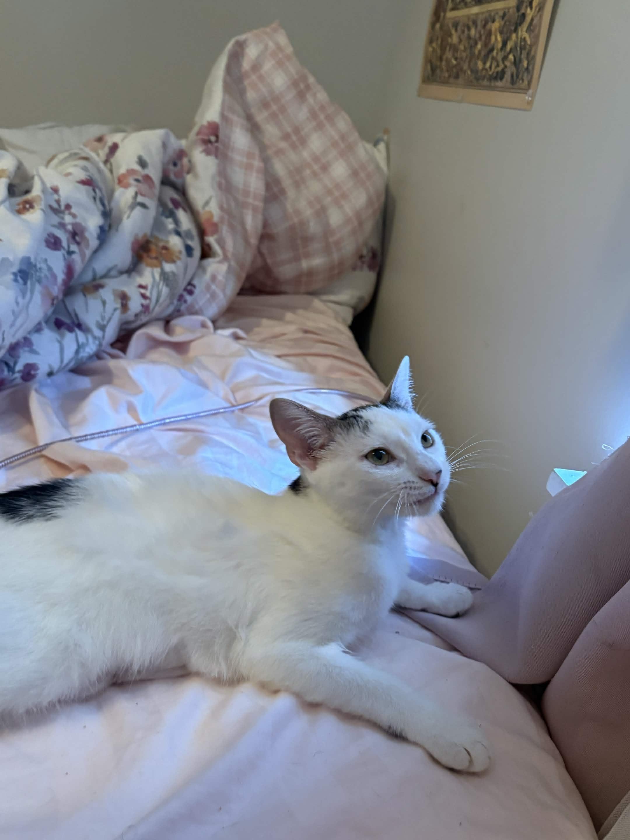 Enlarge Princess, a ADOPTABLE Domestic Short Hair in Weehawken, NJ image 6/6