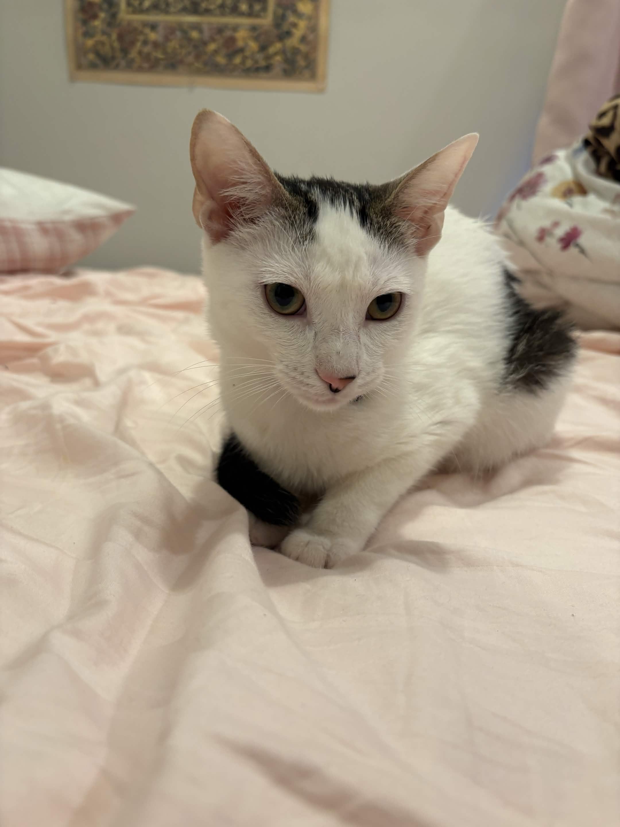 Princess, a ADOPTABLE Domestic Short Hair in Weehawken, NJ image 3/6