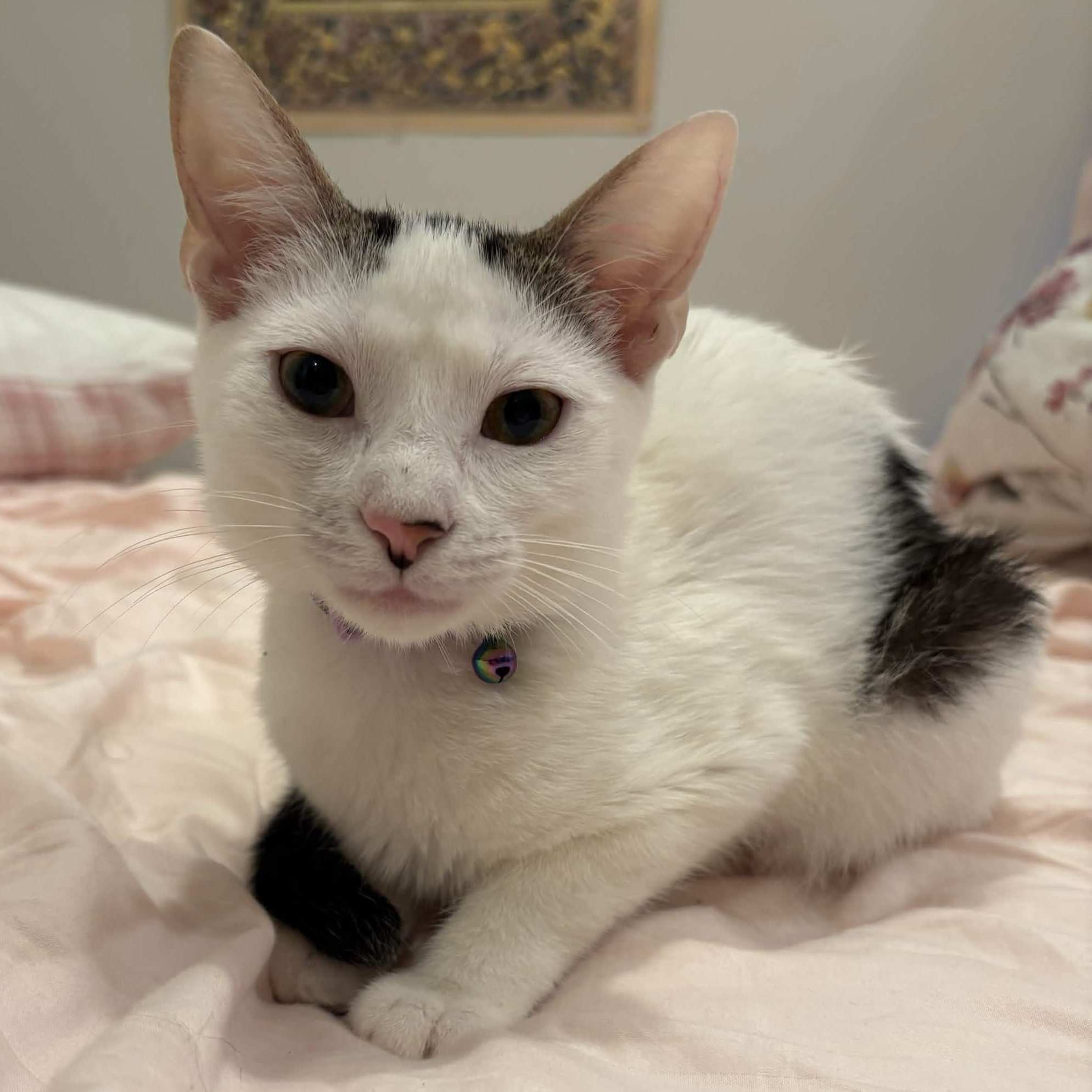 Princess, ADOPTABLE, Kitten Female Domestic Short Hair.