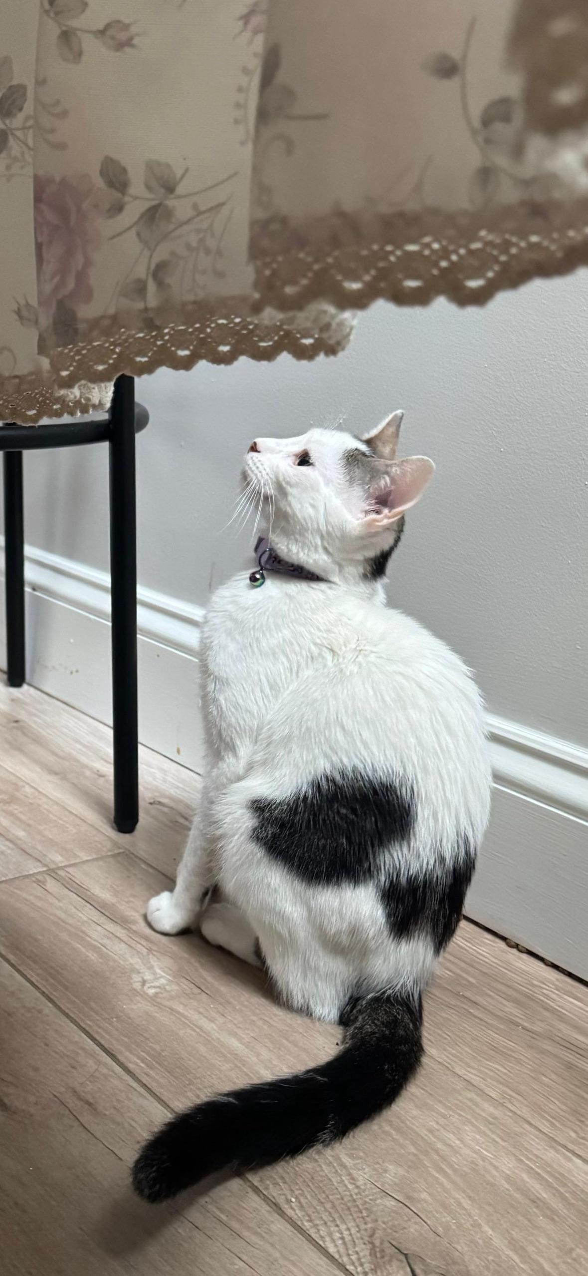Princess, a ADOPTABLE Domestic Short Hair in Weehawken, NJ image 5/6