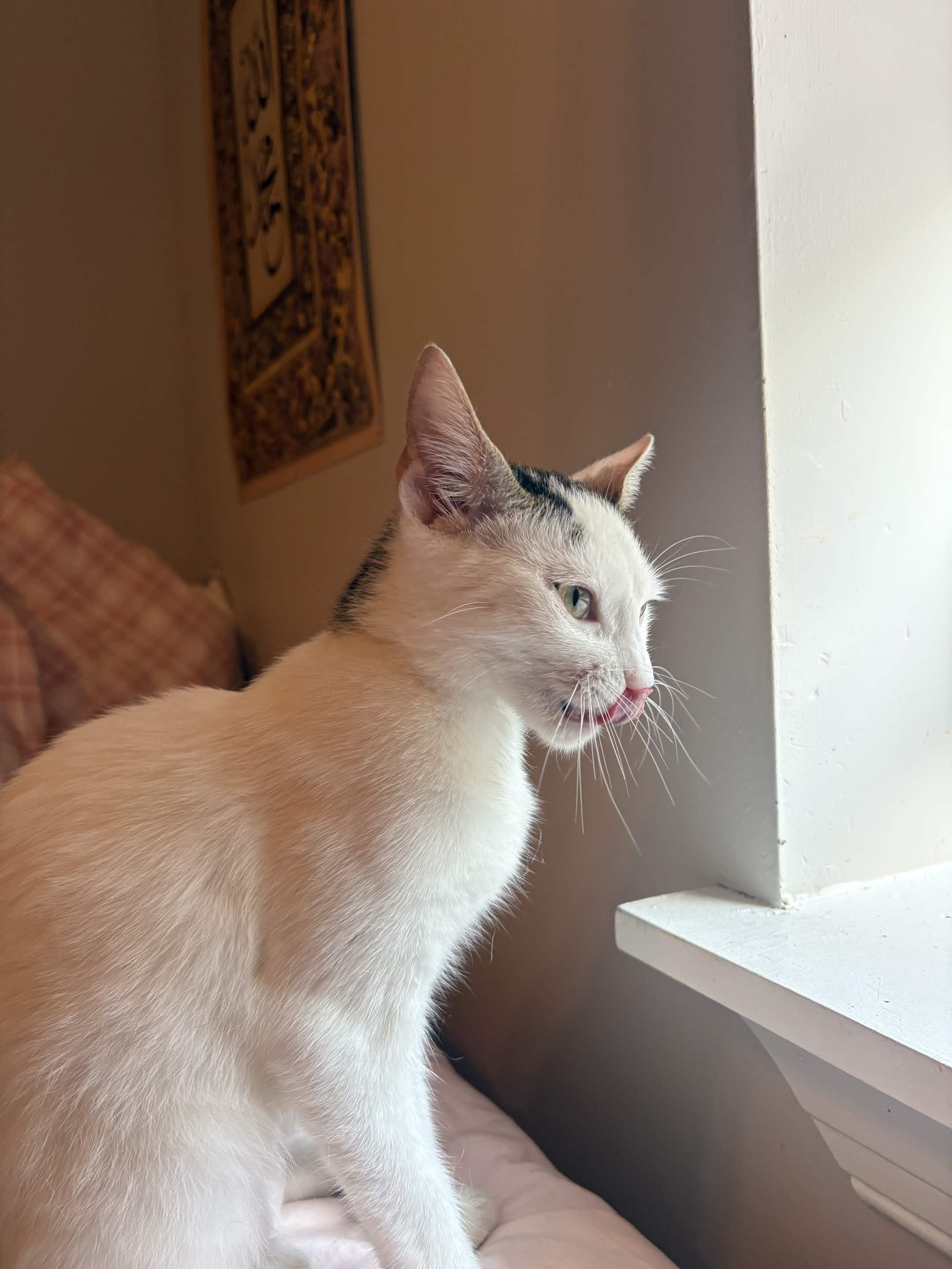 Enlarge Princess, a ADOPTABLE Domestic Short Hair in Weehawken, NJ image 4/6