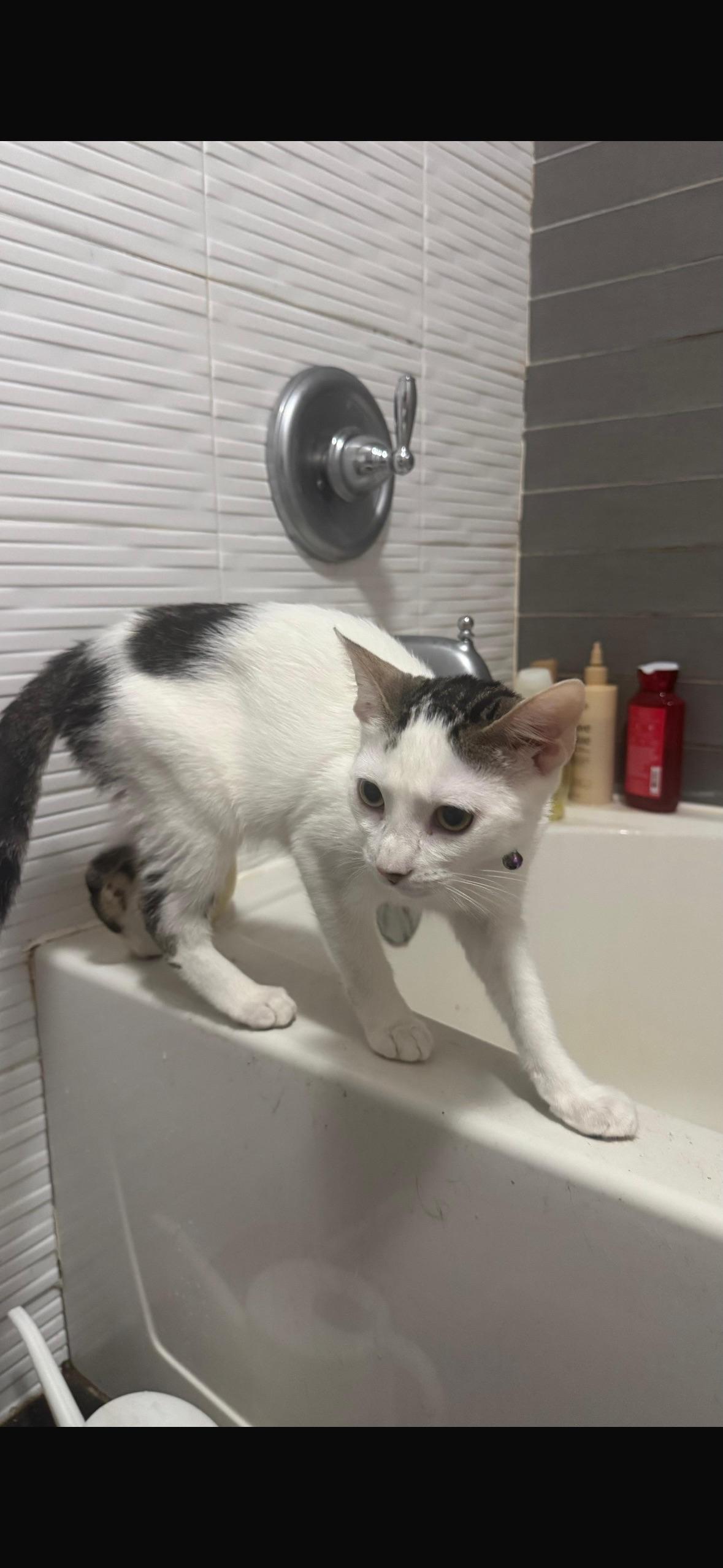 Princess, a ADOPTABLE Domestic Short Hair in Weehawken, NJ image 6/6
