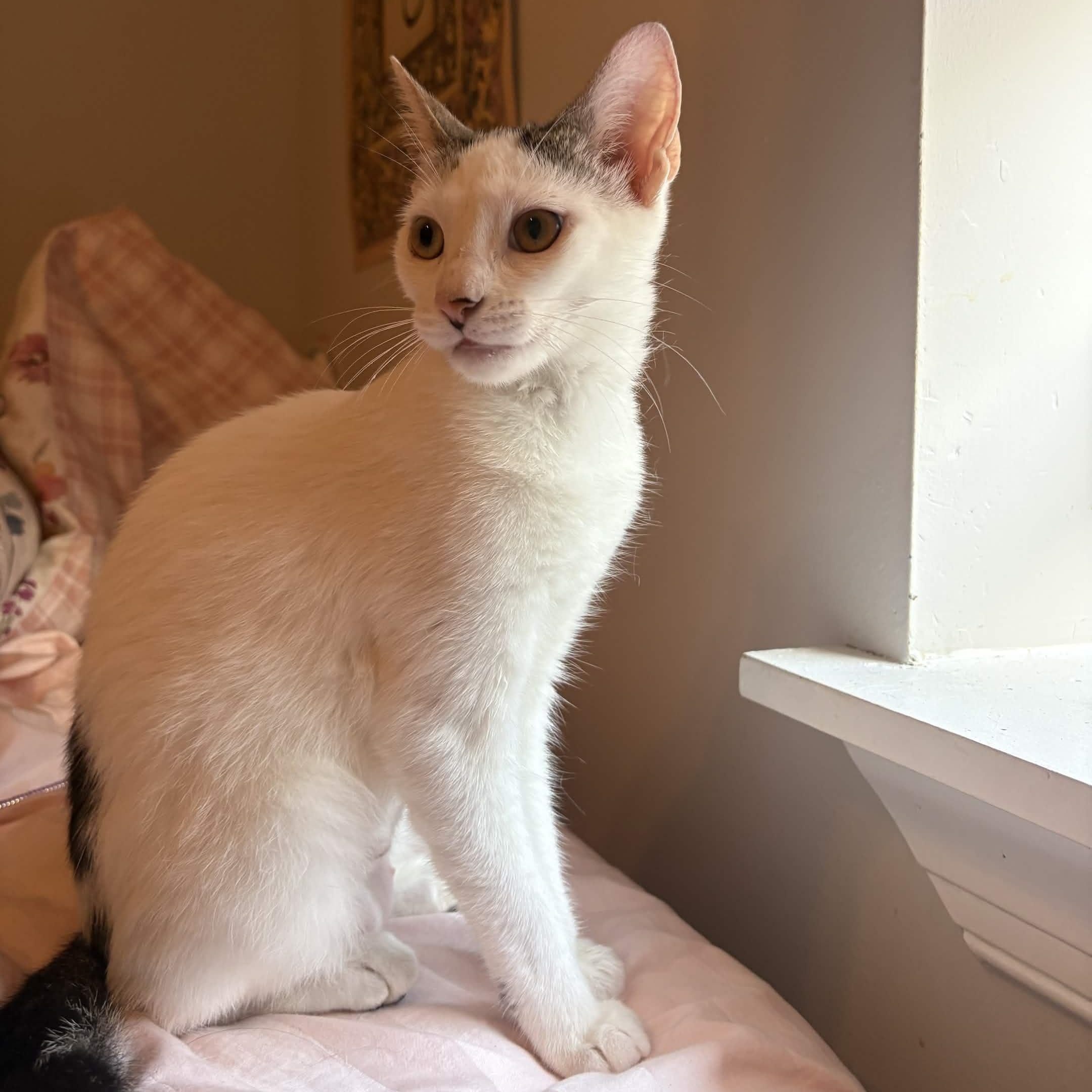 Princess, ADOPTABLE, Kitten Female Domestic Short Hair.