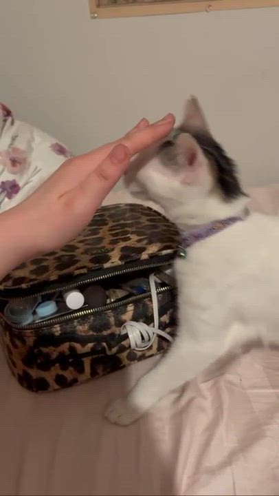 Enlarge Princess, a ADOPTABLE Domestic Short Hair in Weehawken, NJ video 2/6