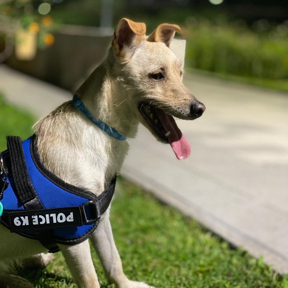 Fideos, a ADOPTABLE mixed breed in Sherwood, OR image 5/6