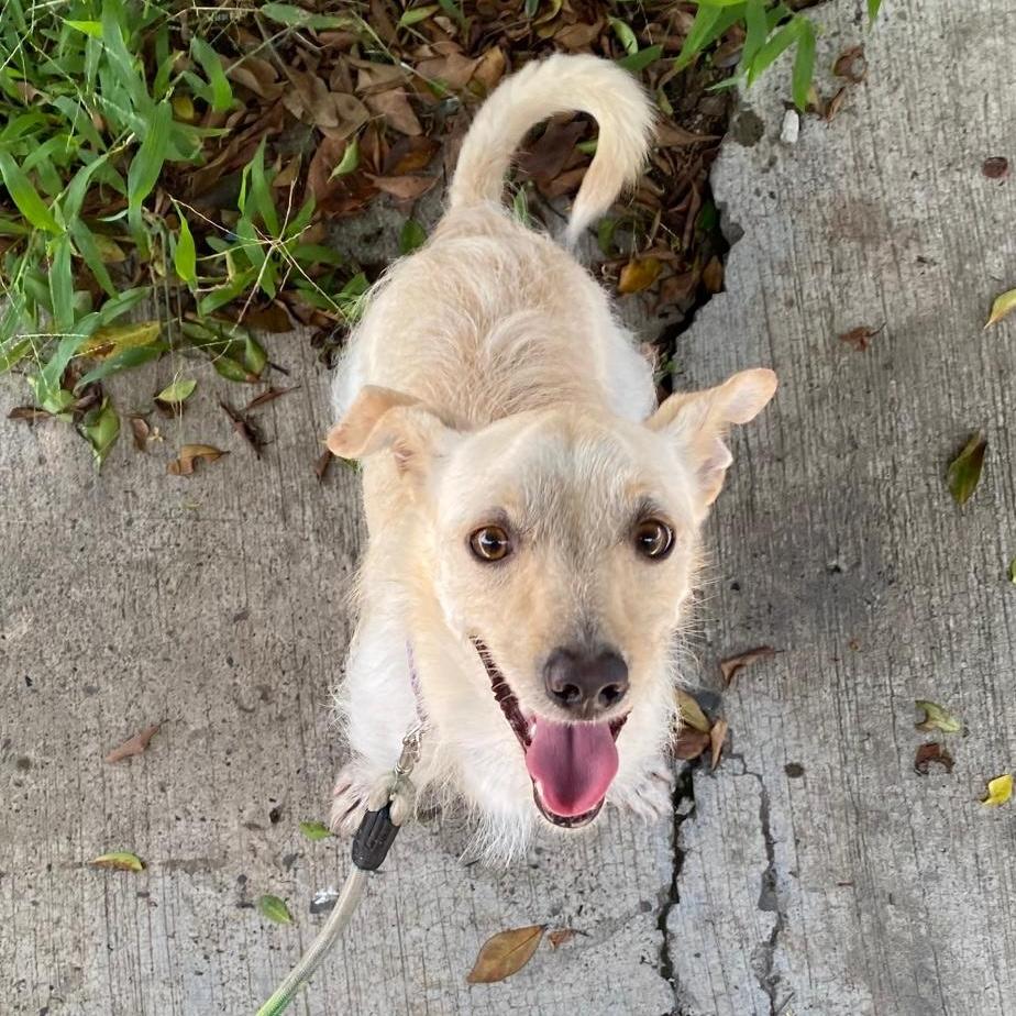 Fideos, ADOPTABLE, Young Male Terrier.