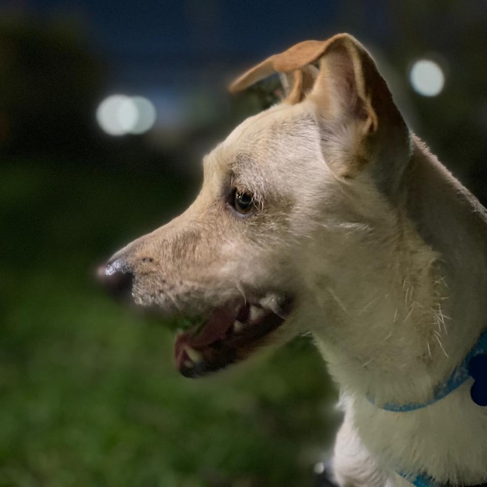 Fideos, a ADOPTABLE mixed breed in Sherwood, OR image 2/6