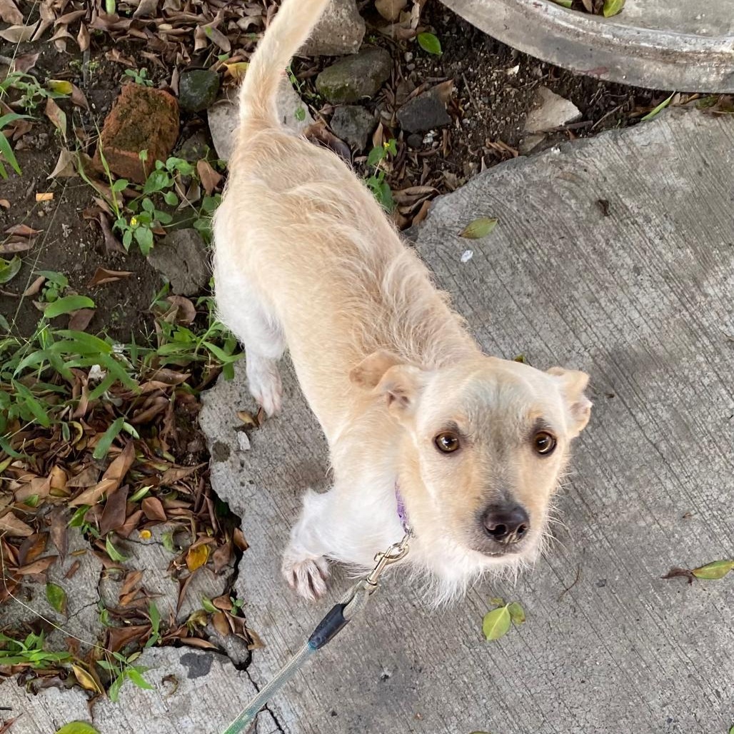Fideos, a ADOPTABLE mixed breed in Sherwood, OR image 4/6