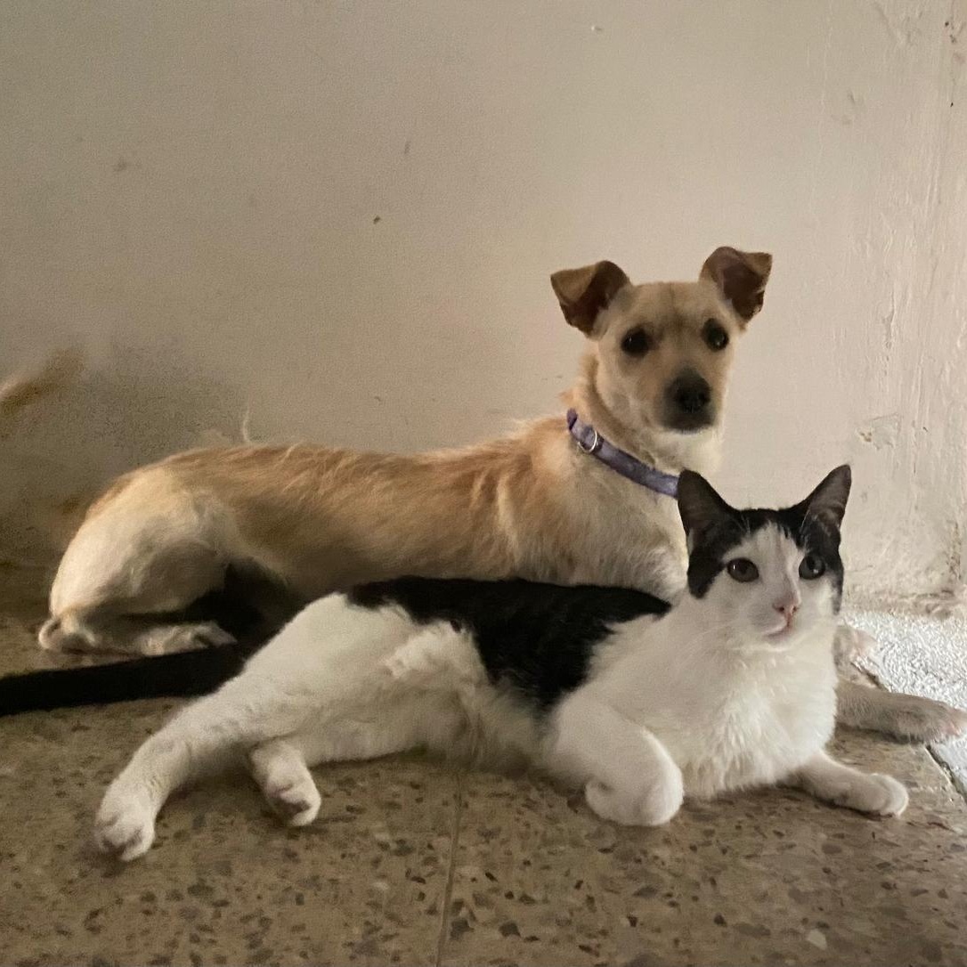 Fideos, a ADOPTABLE mixed breed in Sherwood, OR image 3/6