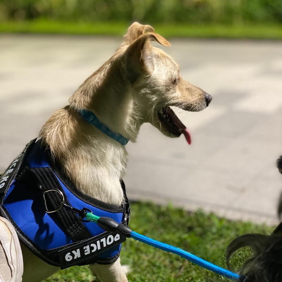 Fideos, a ADOPTABLE mixed breed in Sherwood, OR image 6/6