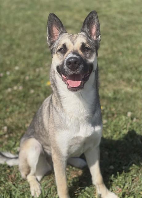 KOTA, Adoptable, Adult Female Husky.