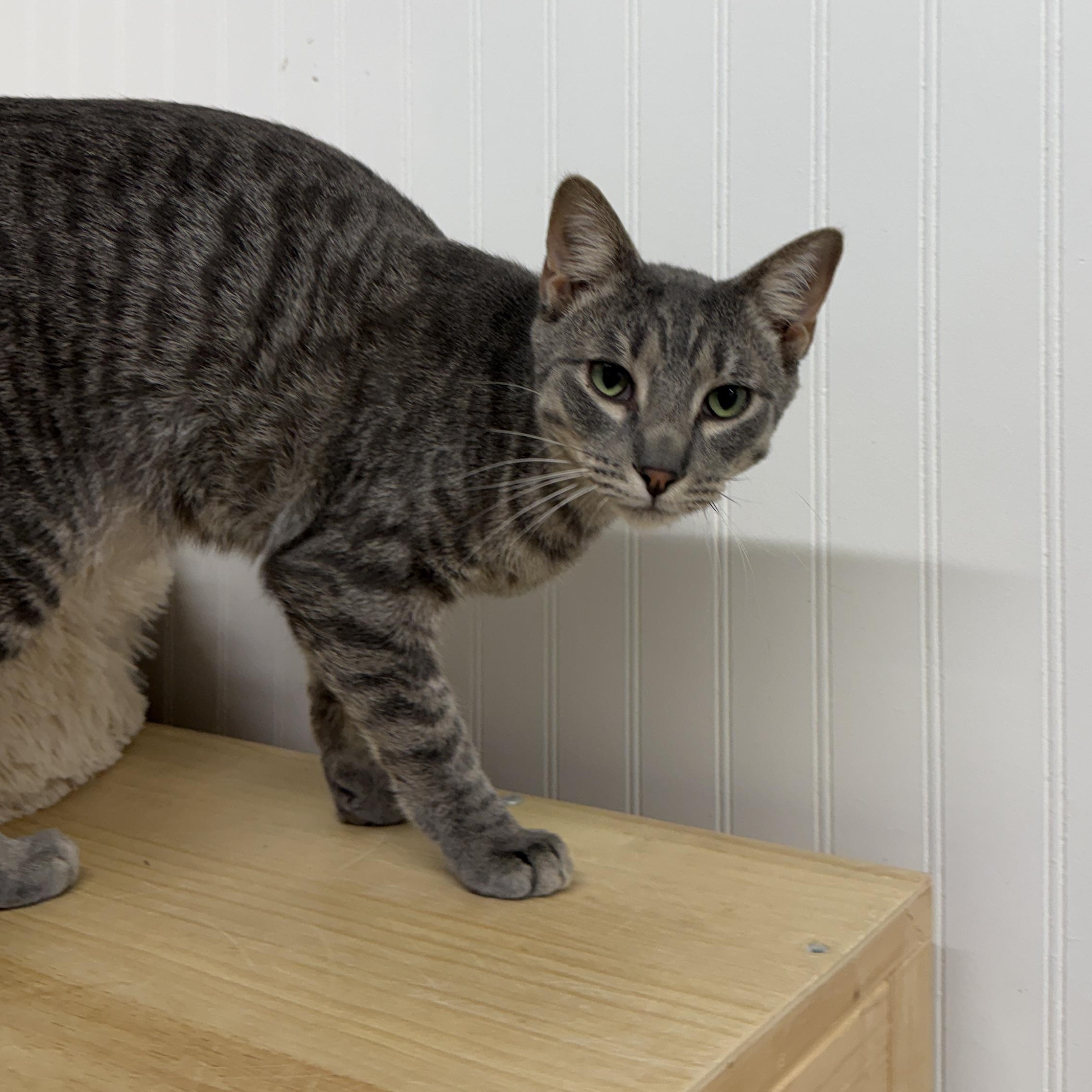 Nick (ESA), adoptable, Kitten Male Domestic Short Hair.