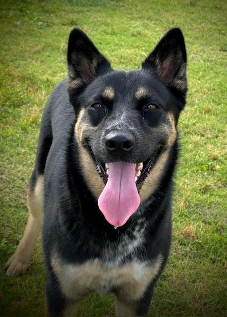 PIPER, ADOPTABLE, Young Female German Shepherd Dog & Australian Cattle Dog / Blue Heeler.