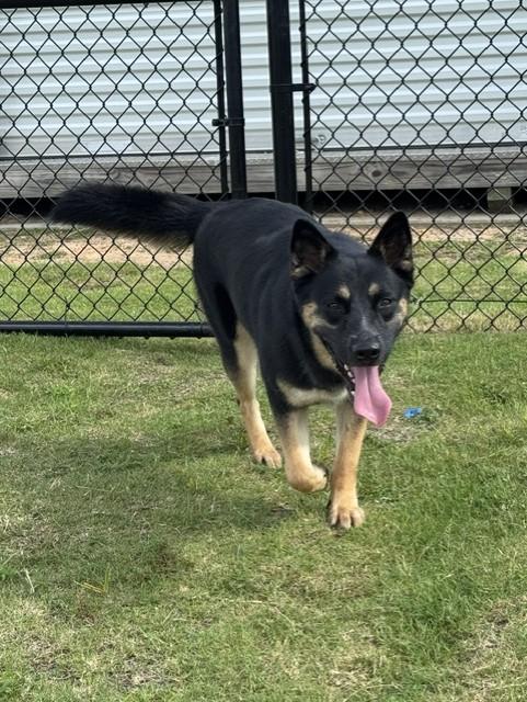 PIPER, a ADOPTABLE mixed breed in Lynn Haven, FL image 5/6