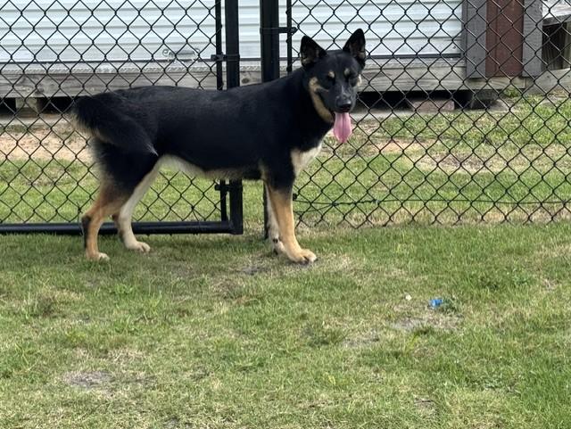 PIPER, a ADOPTABLE mixed breed in Lynn Haven, FL image 6/6