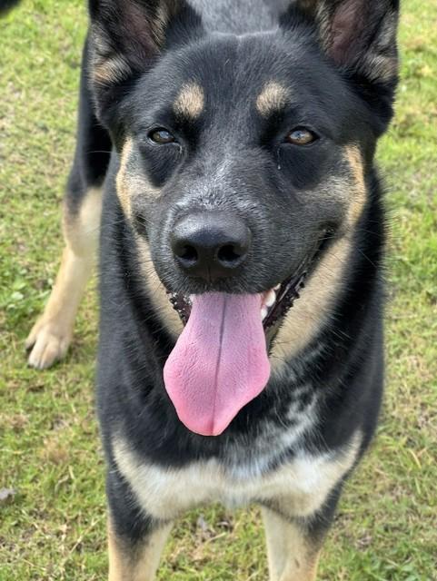 PIPER, a ADOPTABLE mixed breed in Lynn Haven, FL image 4/6