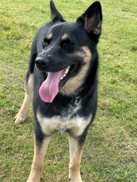 PIPER, a ADOPTABLE mixed breed in Lynn Haven, FL image 2/6