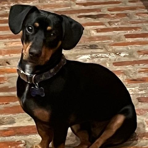 Bentley/Lump, Adoptable, Young Male Dachshund & Mixed Breed.