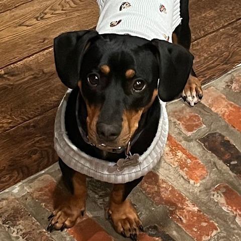 Bentley/Lump, a Adoptable mixed breed in Houston, TX image 2/5