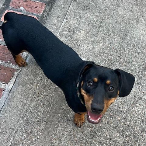 Bentley/Lump, a Adoptable mixed breed in Houston, TX image 3/5