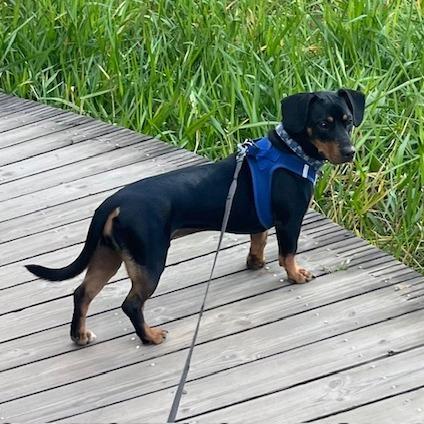 Bentley/Lump, a Adoptable mixed breed in Houston, TX image 2/5