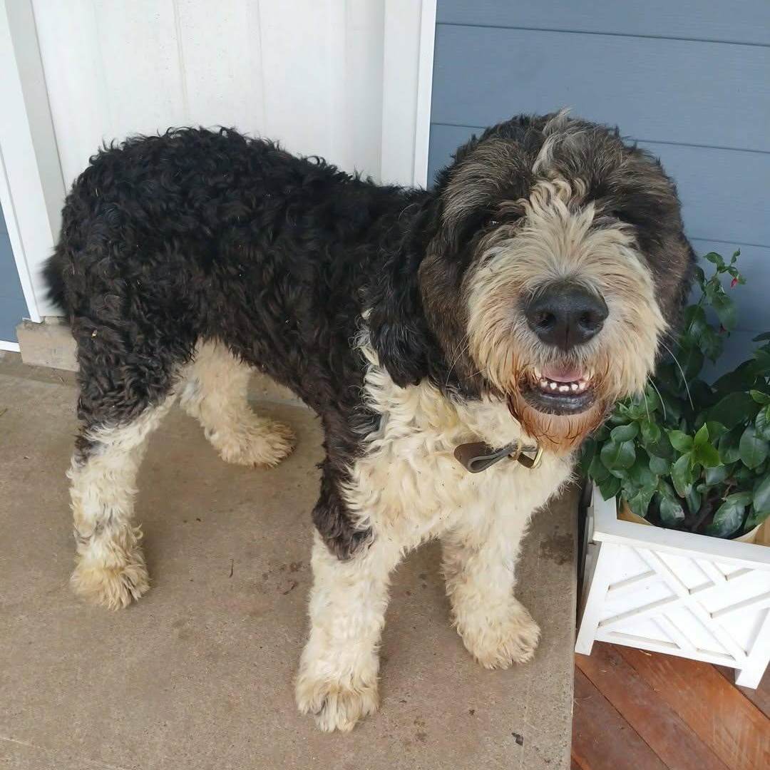 Bernie, a ADOPTABLE mixed breed in Lancaster, KY image 4/4
