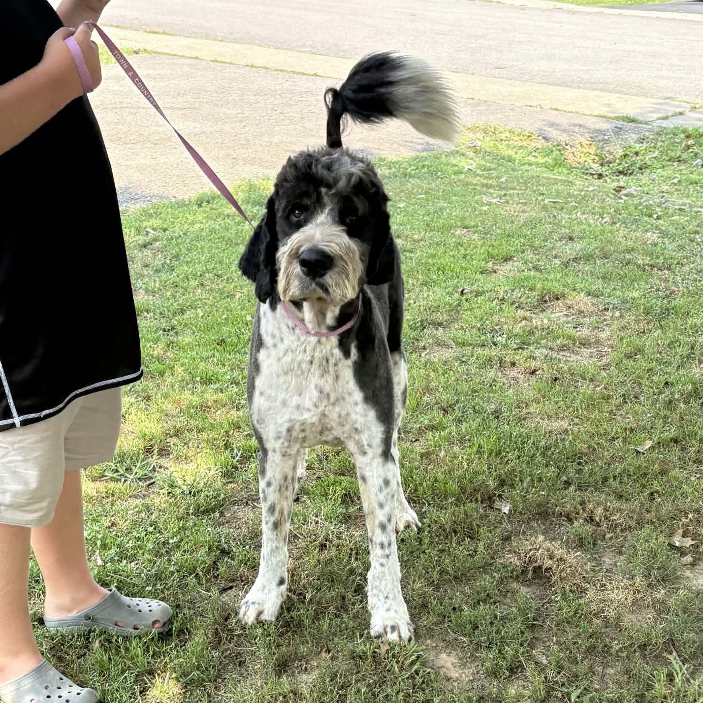 Bernie, a ADOPTABLE mixed breed in Lancaster, KY image 2/4