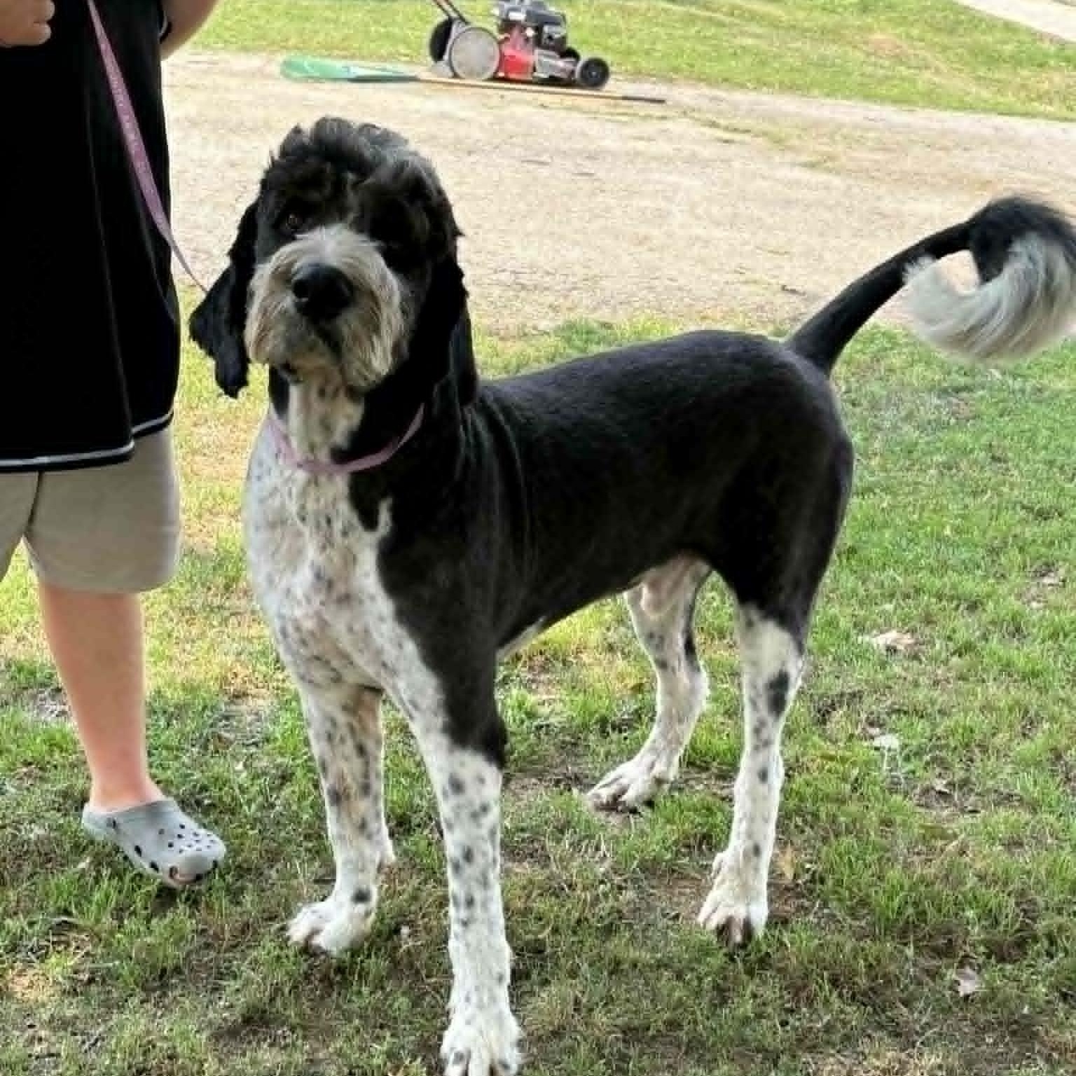 Bernie, ADOPTABLE, Adult Male Bernedoodle & Great Pyrenees.