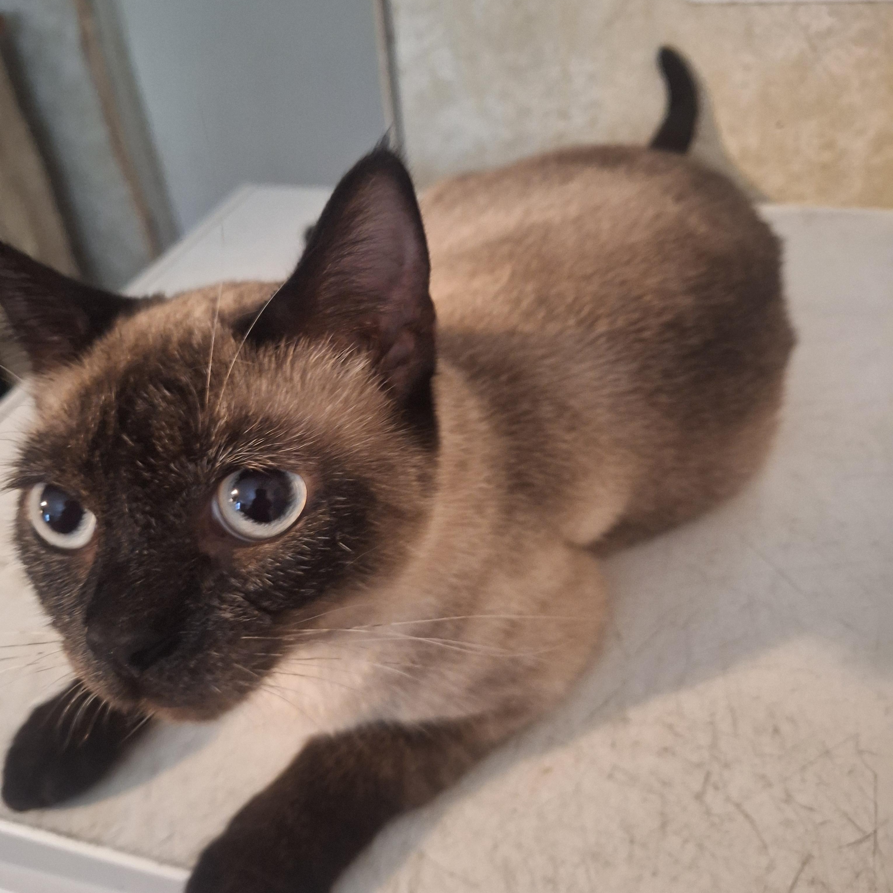 Josie, adopted, Adult Female Siamese.