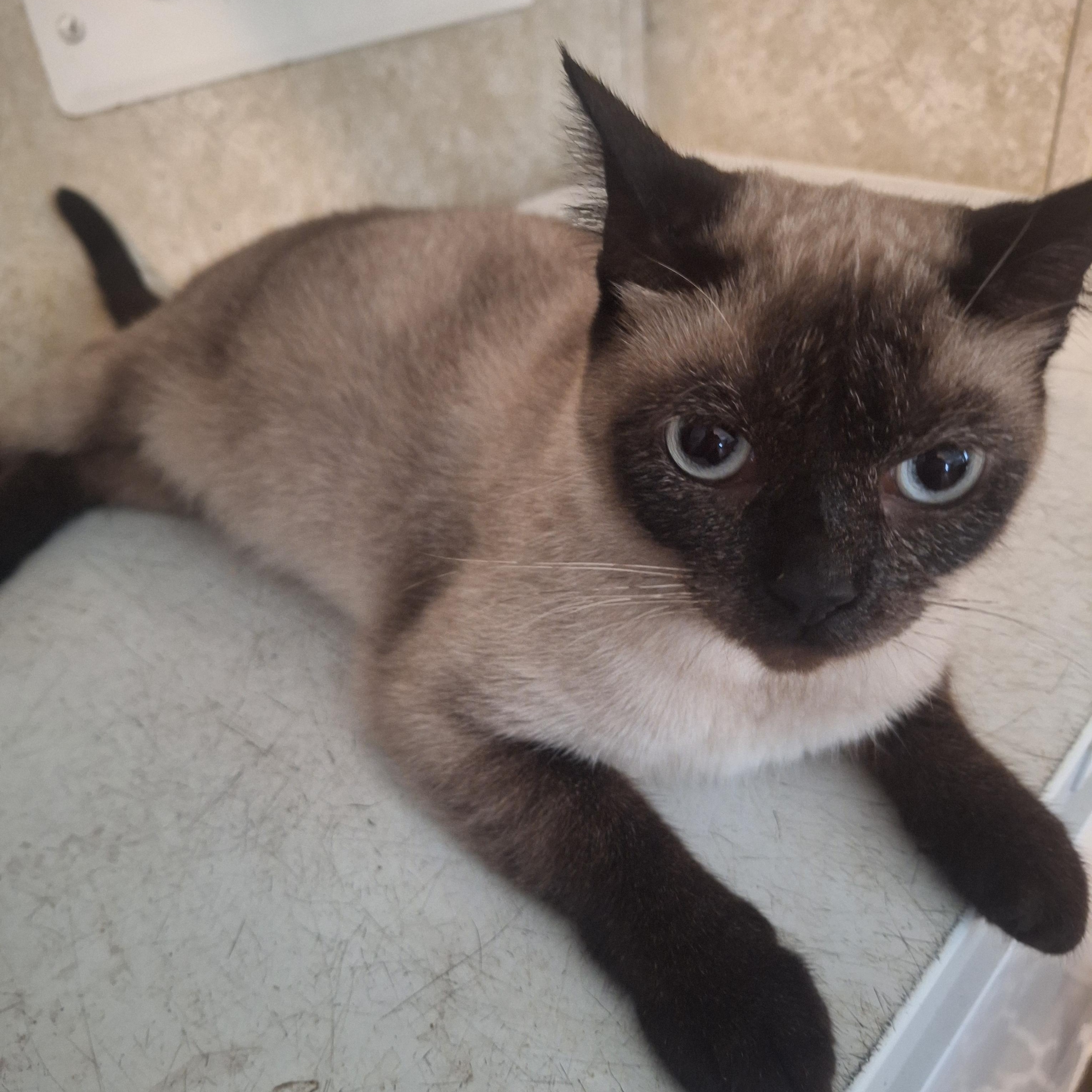 Enlarge Josie, an adopted Siamese in Polk city, FL image 2/2