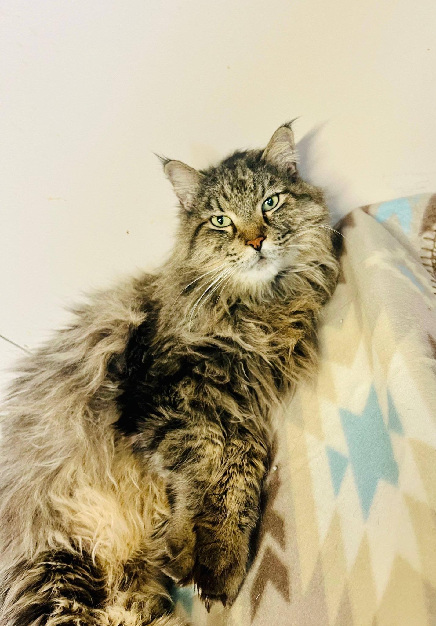 Buddy, ADOPTABLE, Adult Male Domestic Long Hair.