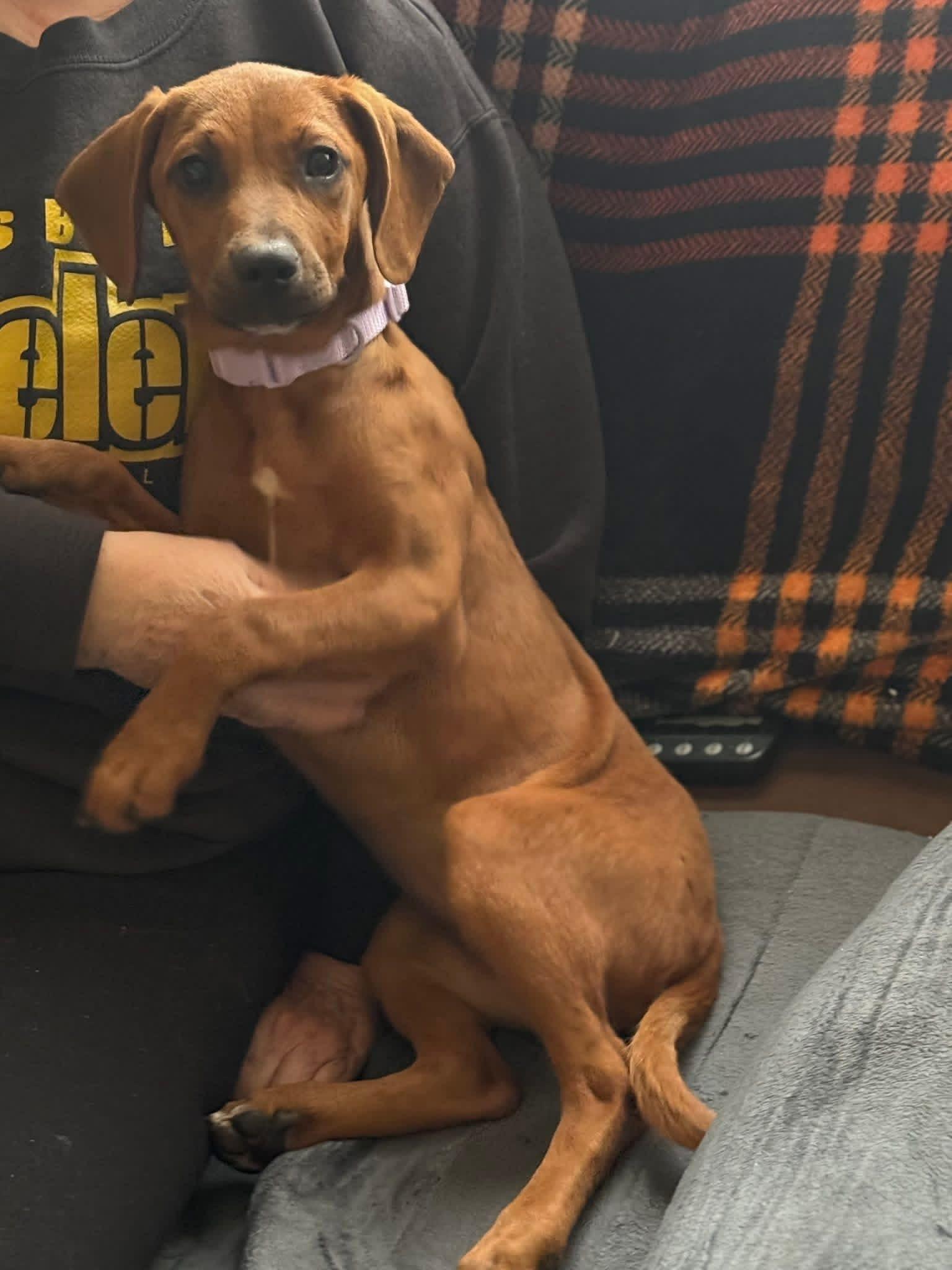 Ginny, a Adoptable Redbone Coonhound in Lexington, MA image 1/4