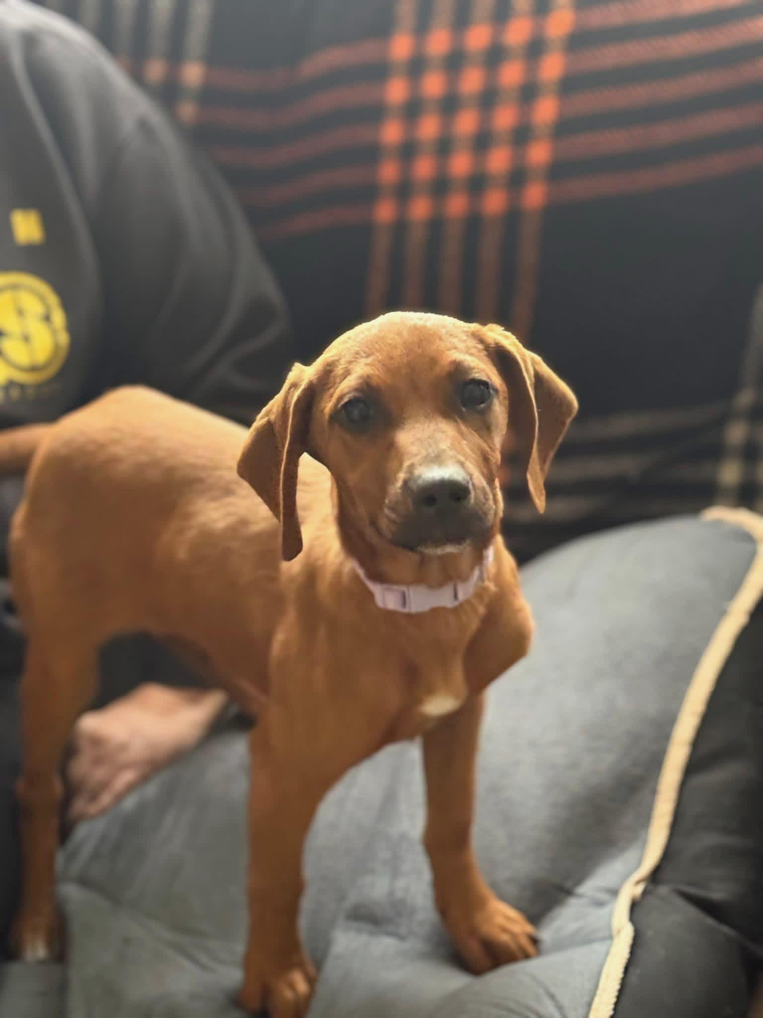 Ginny, a Adoptable Redbone Coonhound in Lexington, MA image 2/4