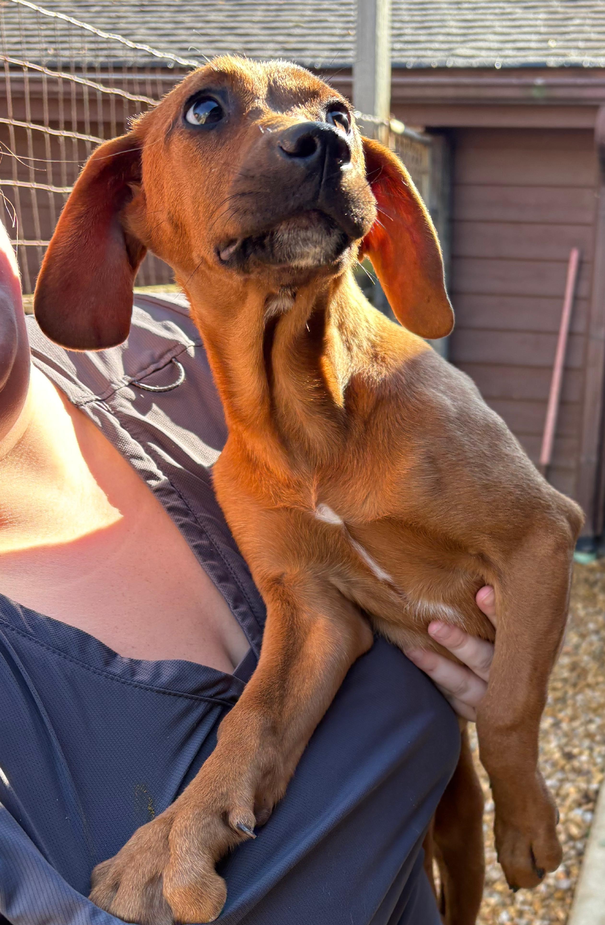 Ginny, a Adoptable Redbone Coonhound in Lexington, MA image 3/4
