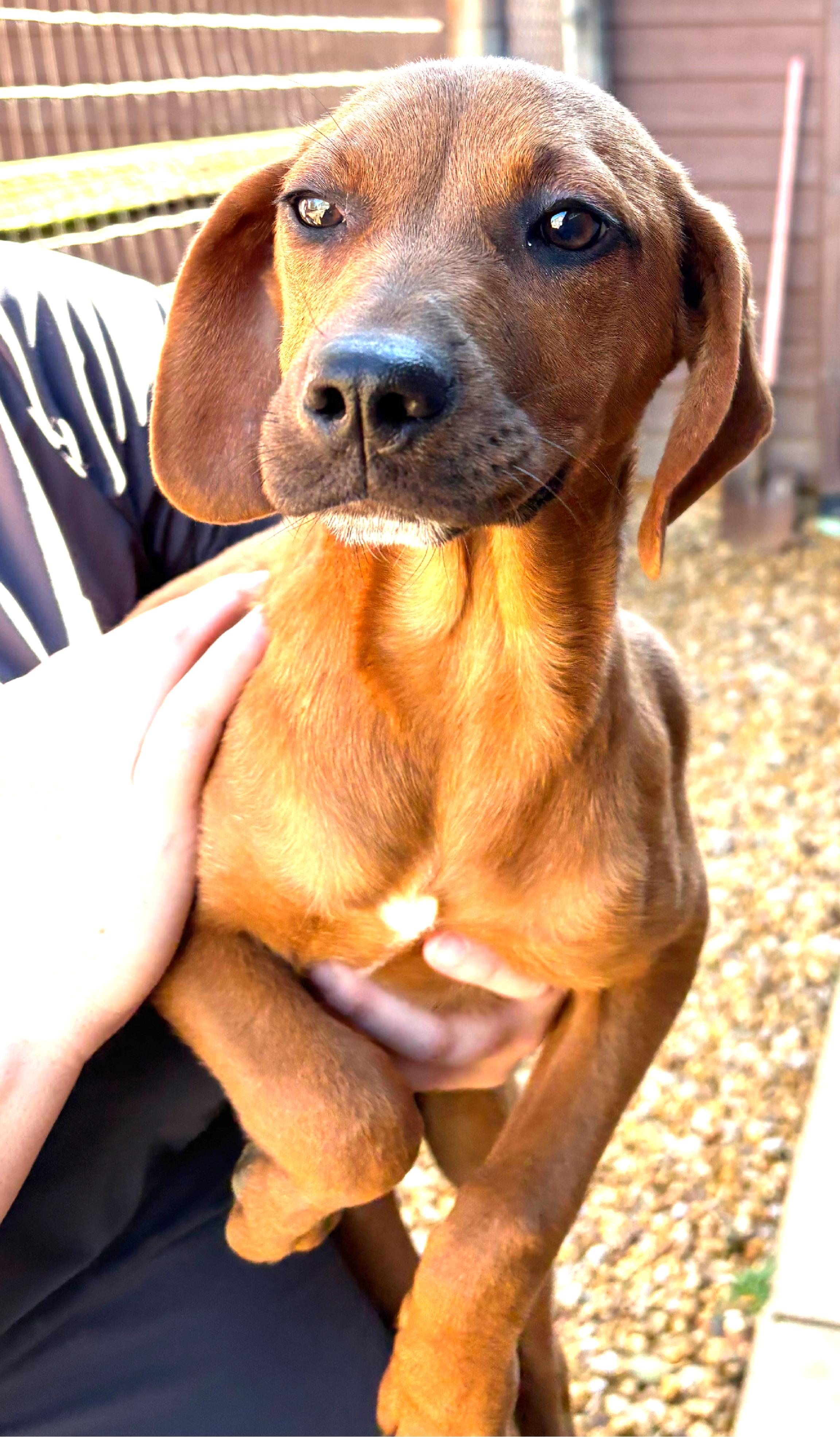 Ginny, a Adoptable Redbone Coonhound in Lexington, MA image 4/4