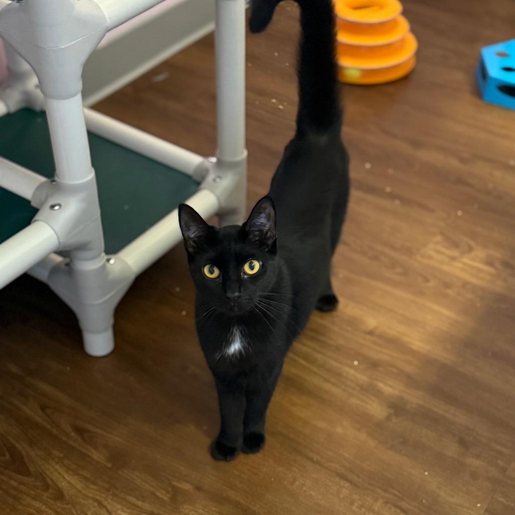 Enlarge Dashboard, a Adoptable Domestic Short Hair in Port Richey, FL image 1/3