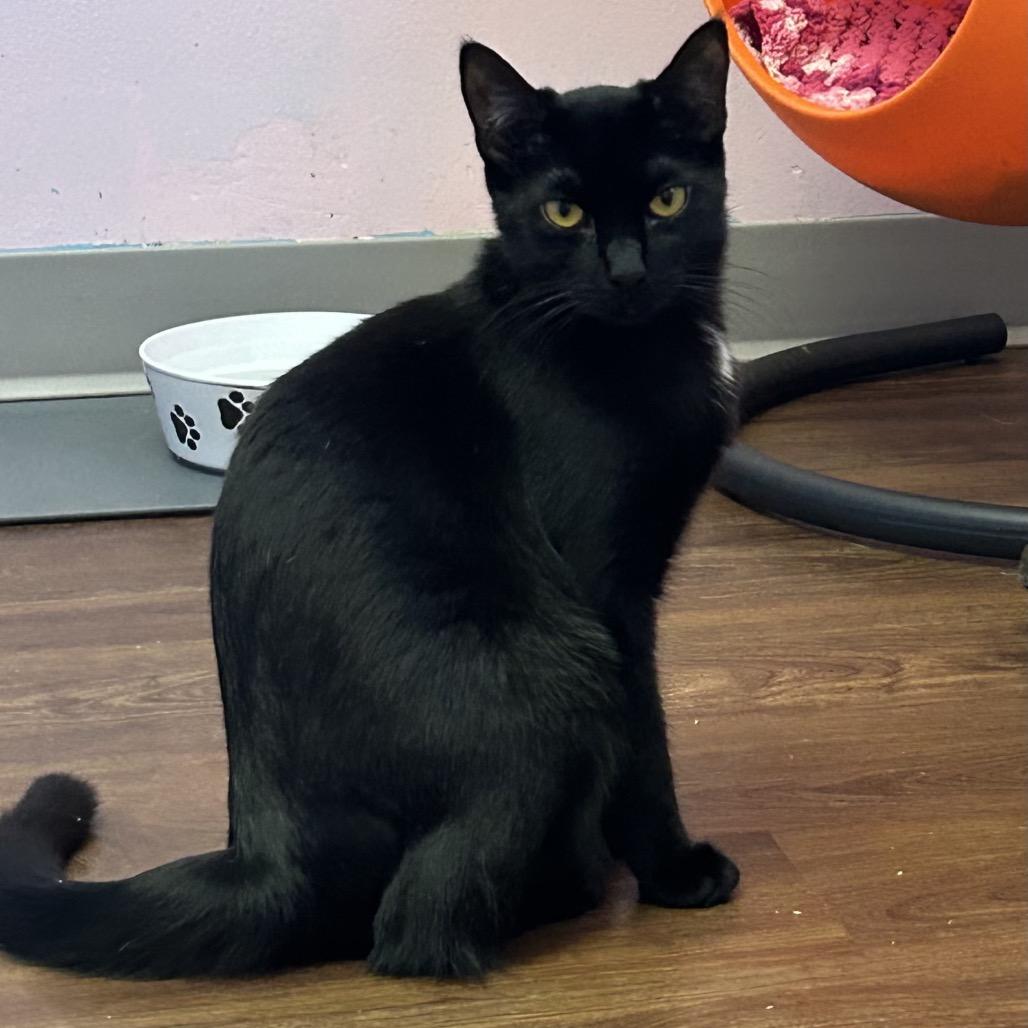 Enlarge Dashboard, a Adoptable Domestic Short Hair in Port Richey, FL image 2/3