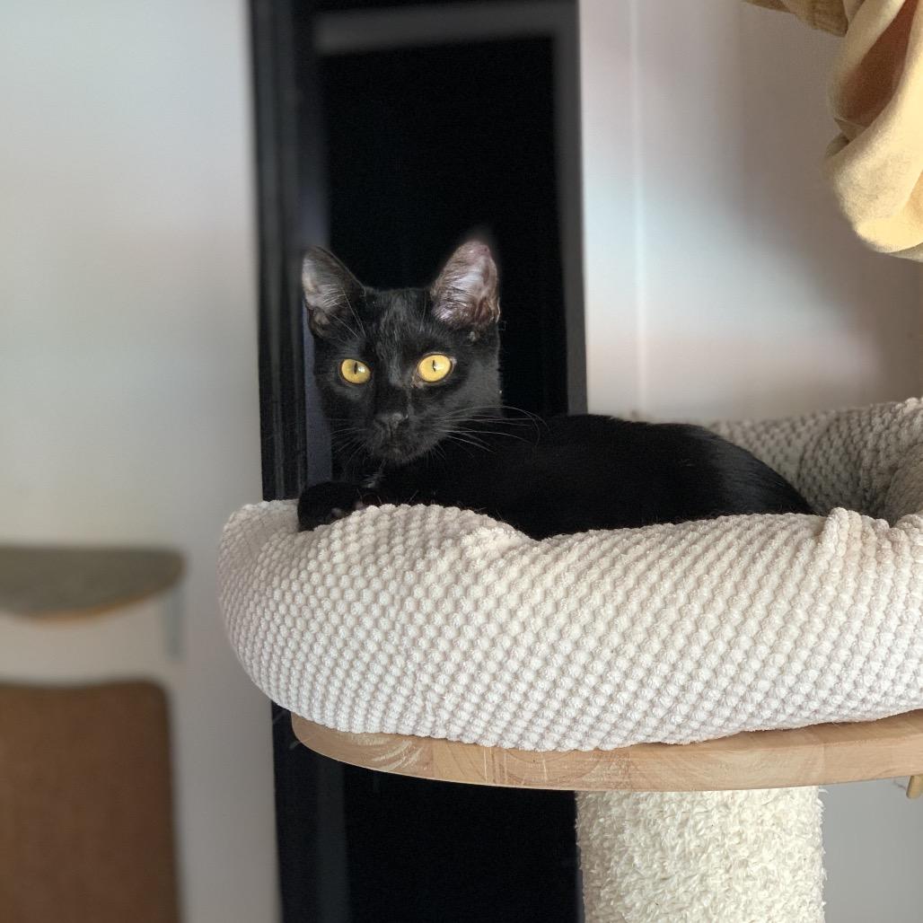 Enlarge Dashboard, a Adoptable Domestic Short Hair in Port Richey, FL image 3/3