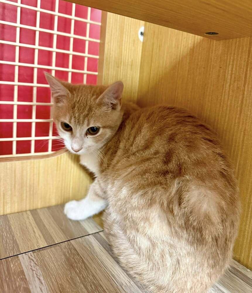 Patrick *Featured at the Petco in Columbia, MD*, Adoptable, Kitten Male Domestic Short Hair.