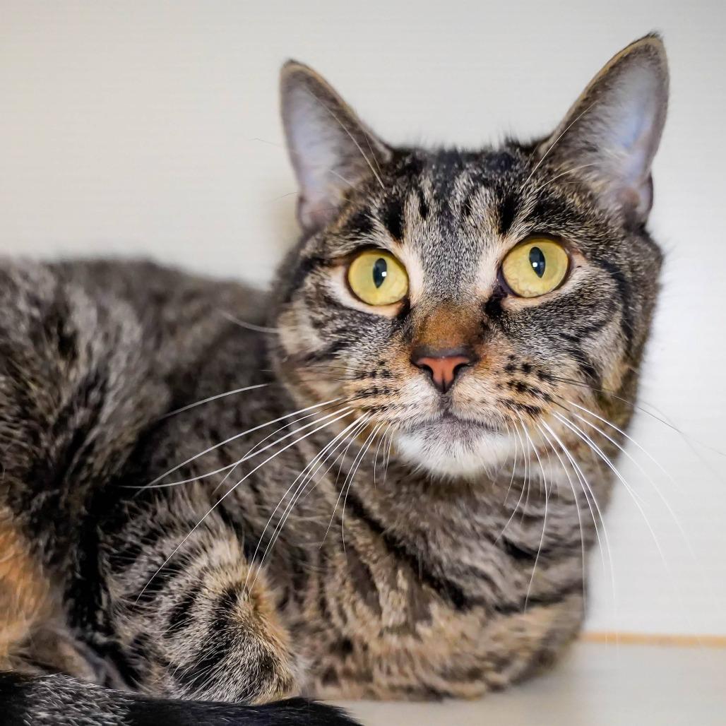 Enlarge Vera, a Adoptable Domestic Short Hair in Thomaston, ME image 1/2