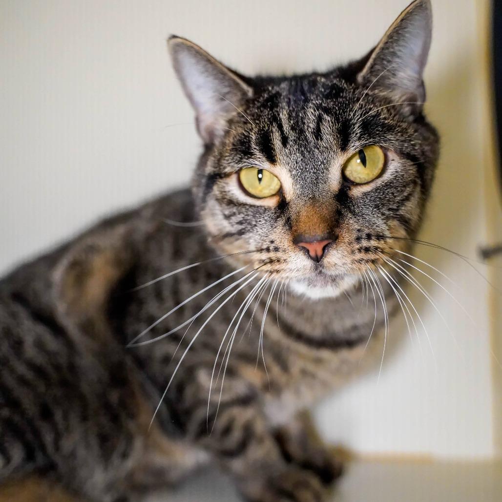 Enlarge Vera, a Adoptable Domestic Short Hair in Thomaston, ME image 2/2