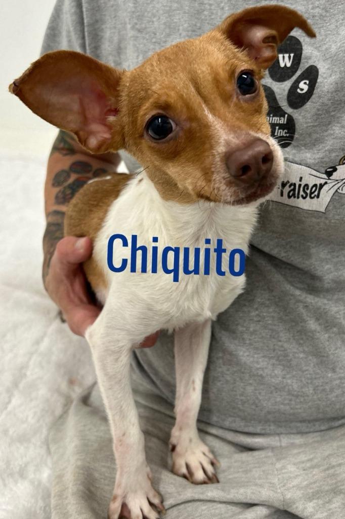Chiquito, Adoptable, Young Male Chihuahua.